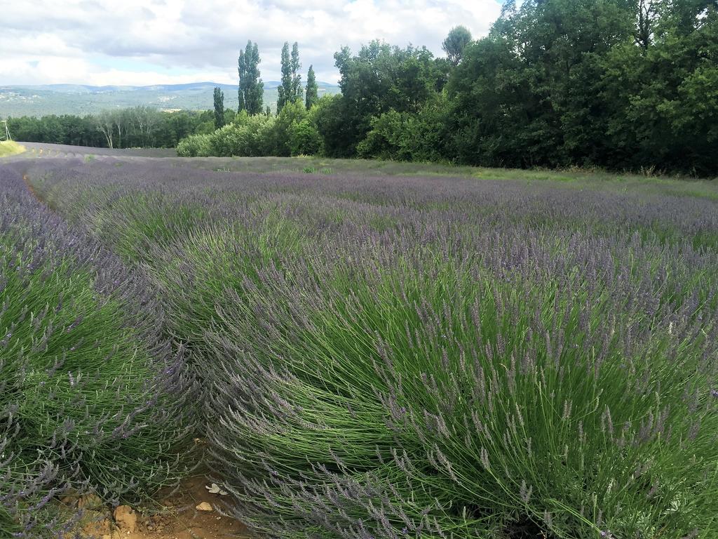 Le Chant Du Coeur Roussillon  Ngoại thất bức ảnh
